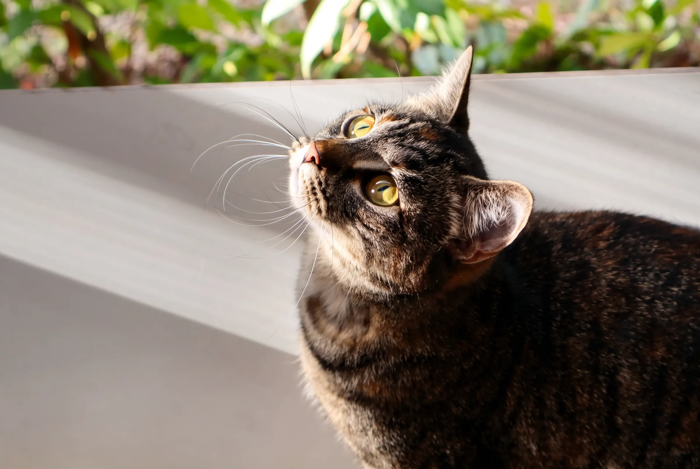 Un chat tigré levant les yeux vers la lumière